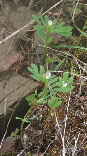 Image of Acmispon denticulatus by no rights reserved