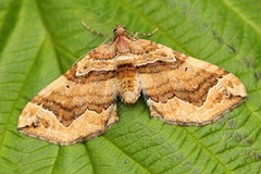 Pelurga comitata