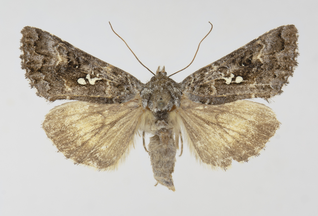 Syngrapha u-aureum