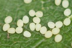 Pelurga comitata