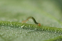 Pelurga comitata