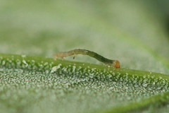 Pelurga comitata