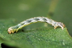 Pelurga comitata