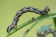 Pelurga comitata