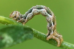 Pelurga comitata