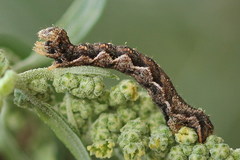 Pelurga comitata