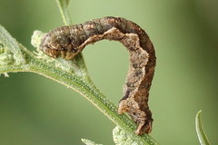 Pelurga comitata