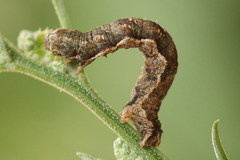Pelurga comitata