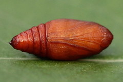 Pelurga comitata