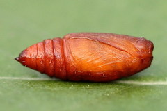 Pelurga comitata