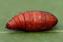 Pelurga comitata