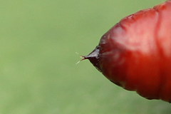 Pelurga comitata