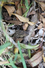 Sclerophrys gutturalis
