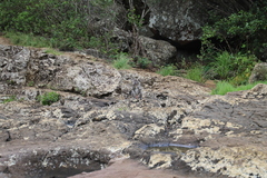 Macaca fascicularis
