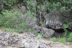 Macaca fascicularis