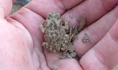 Sclerophrys mauritanica