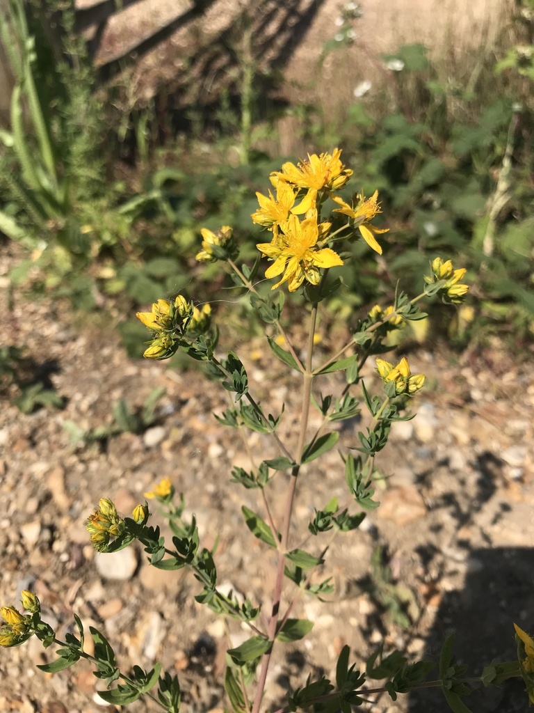 St. John's worts from Fen Drayton, Cambridge, England, GB on June 14