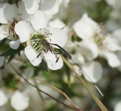 Gasteruption longicolle