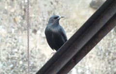 Sturnus unicolor