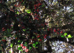 Peraxilla colensoi