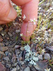 Heliophila pectinata