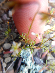 Heliophila pectinata