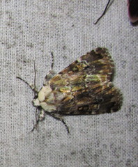 Anacronicta