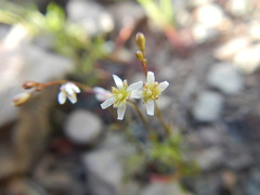 Heliophila pectinata