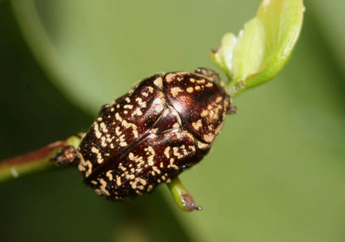 Xeloma