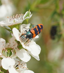Castiarina crenata