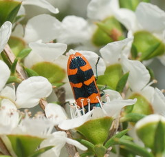 Castiarina crenata