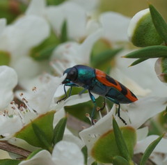 Castiarina crenata