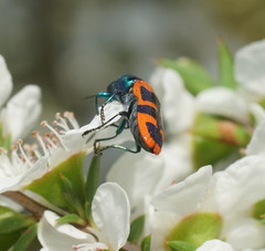 Castiarina crenata