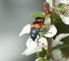 Castiarina crenata