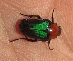 Leucocelis