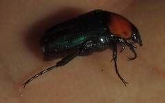 Leucocelis