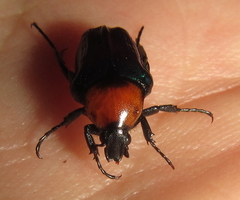 Leucocelis