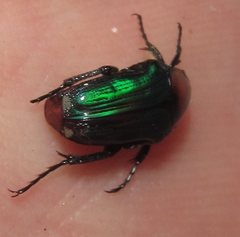 Leucocelis