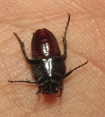 Leucocelis