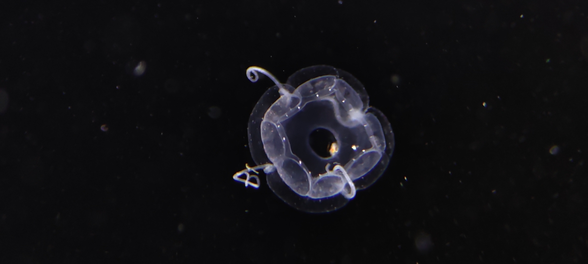 Aeginopsis laurentii Brandt, 1838