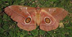 Gonimbrasia belina