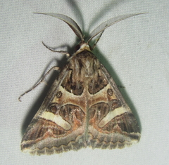 Cerocala vermiculosa