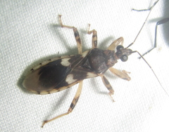 Varus flavoannulatus