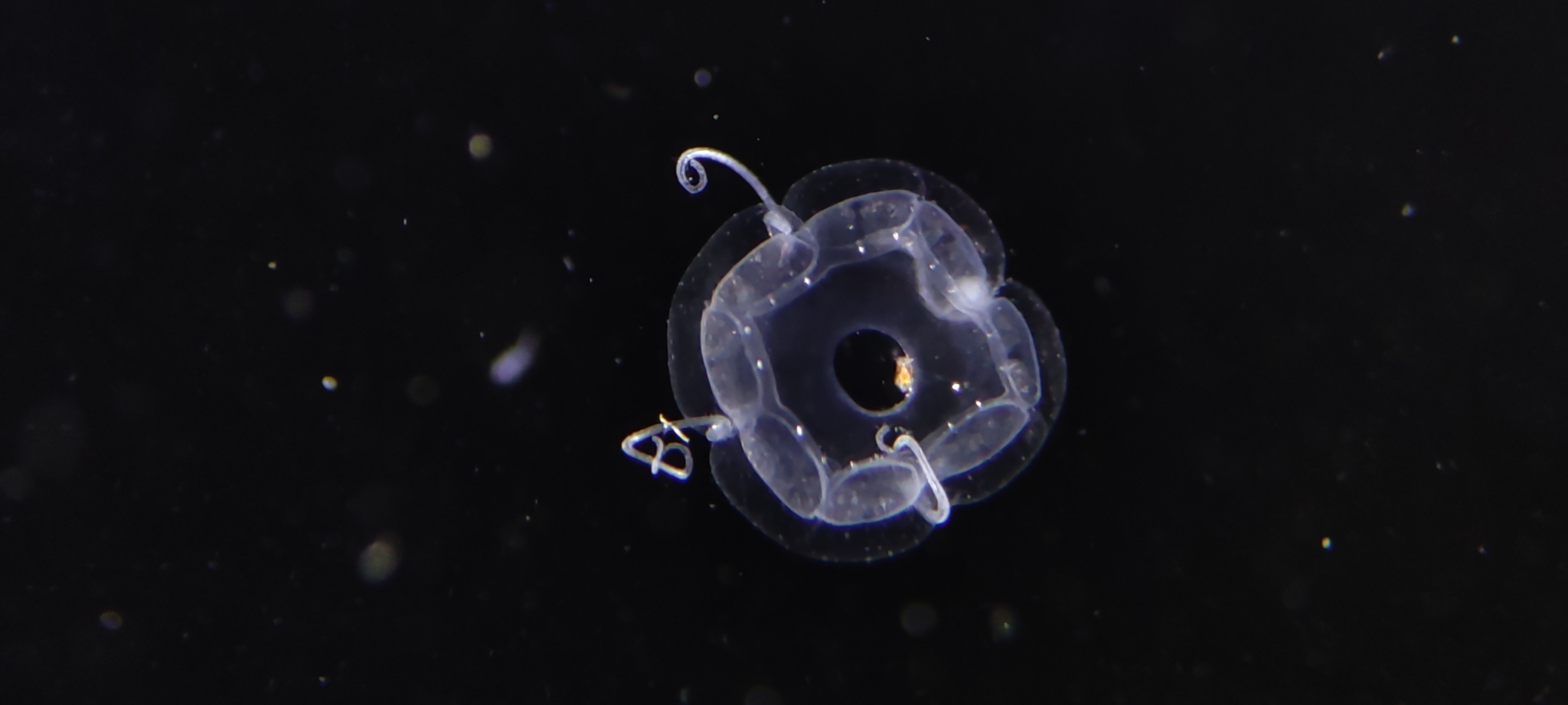 Aeginopsis laurentii Brandt, 1838