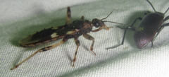 Varus flavoannulatus