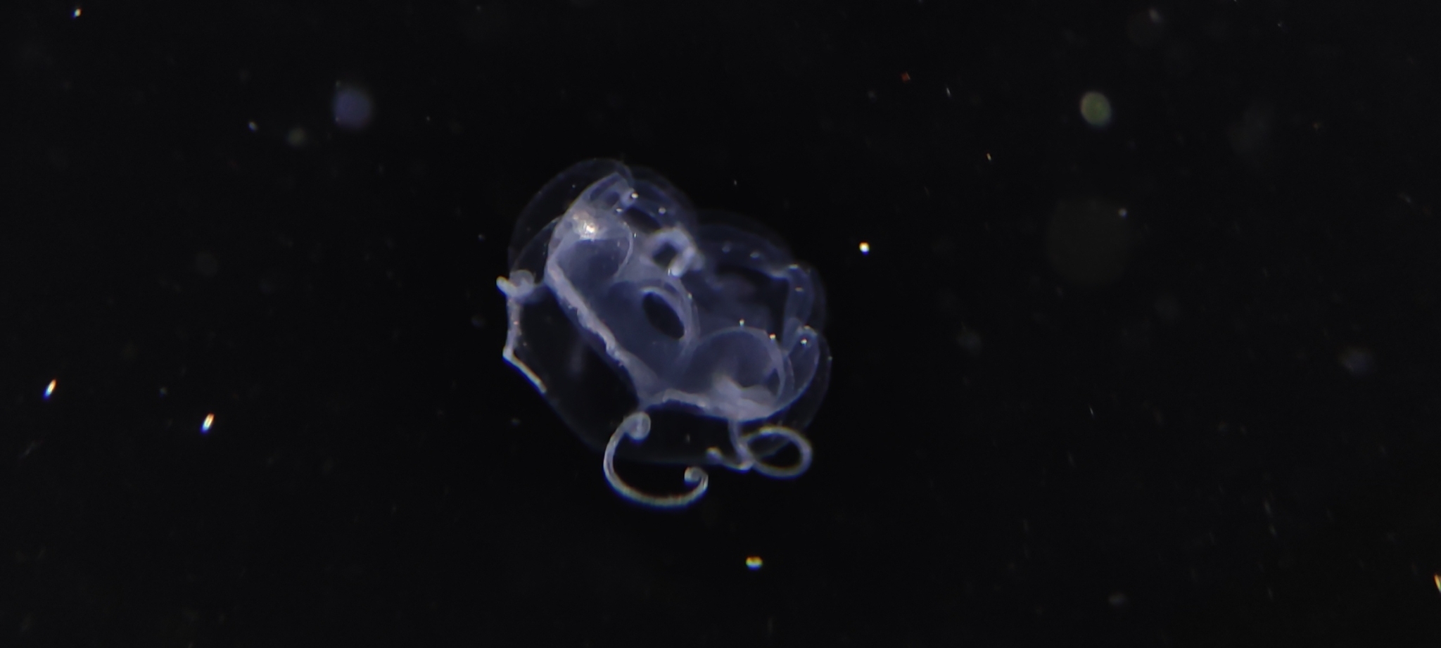 Aeginopsis laurentii Brandt, 1838