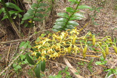 Dendrobium discolor