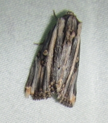 Anedhella rectiradiata