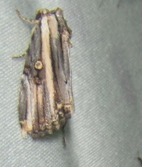 Anedhella rectiradiata