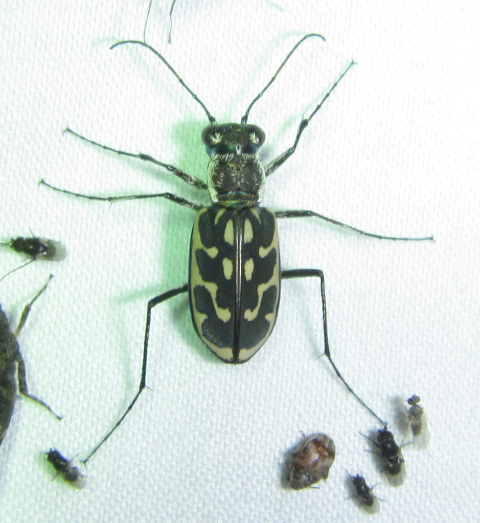 Lophyra reliqua